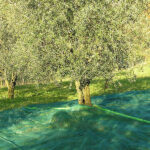 Reti per la raccolta olive