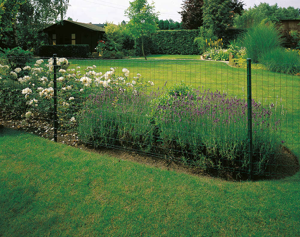 Rete Pantanet in giardino Rete elettrosaldata verde su pali a protezione di aiuole con lavanda e rose in un giardino.
